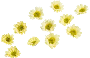 Eetbare bloem chrysant geel 20st